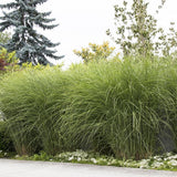 Iarba Elefantului (Miscanthus Sinensis) Gracillimus