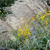 Iarba Elefantului (Miscanthus Sinensis) Kleine Silberspinne