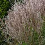 Iarba Elefantului (Miscanthus Sinensis) Kleine Silberspinne
