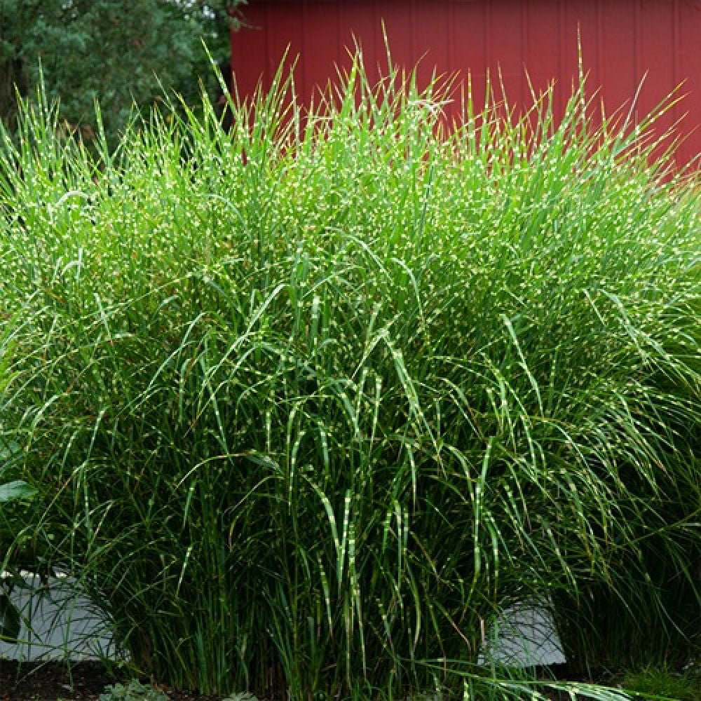 Iarba Elefantului (Miscanthus Sinensis) Little Zebra
