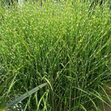 Iarba Elefantului (Miscanthus Sinensis) Little Zebra