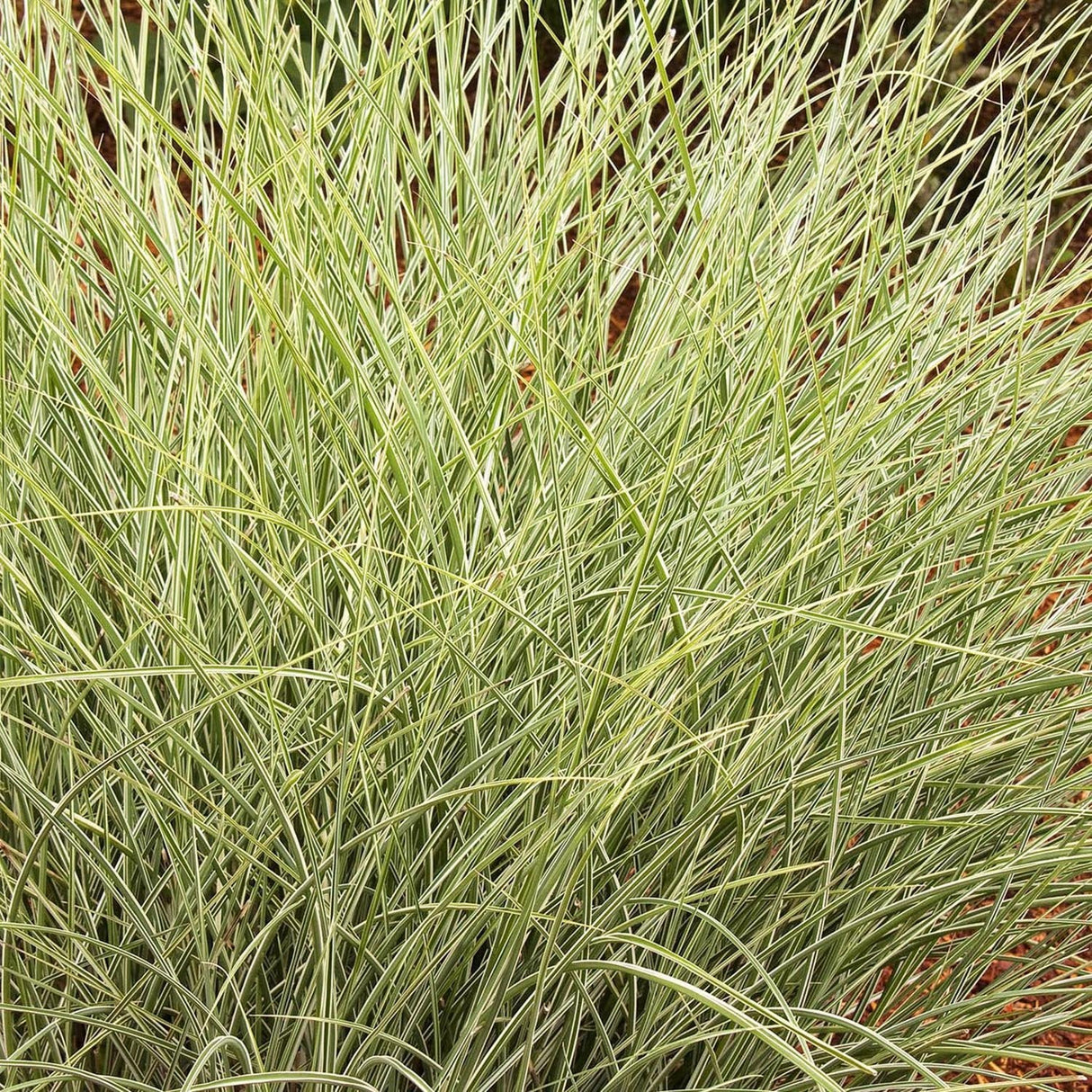 Iarba Elefantului (Miscanthus Sinensis) Morning Light