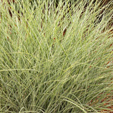 Iarba Elefantului (Miscanthus Sinensis) Morning Light