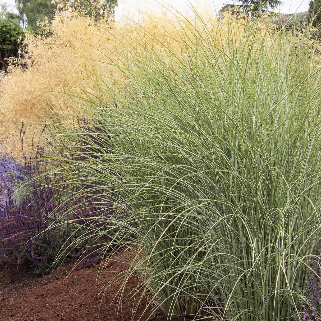 Iarba Elefantului (Miscanthus Sinensis) Morning Light