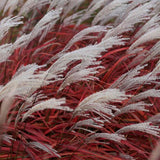 Iarba Elefantului (Miscanthus Sinensis) Dronning Ingrid