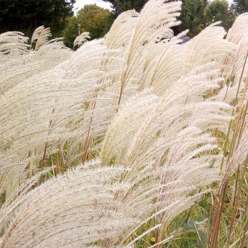 Iarba Elefantului (Miscanthus Sinensis) Dronning Ingrid