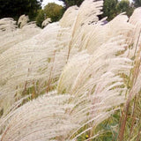Iarba Elefantului (Miscanthus Sinensis) Dronning Ingrid