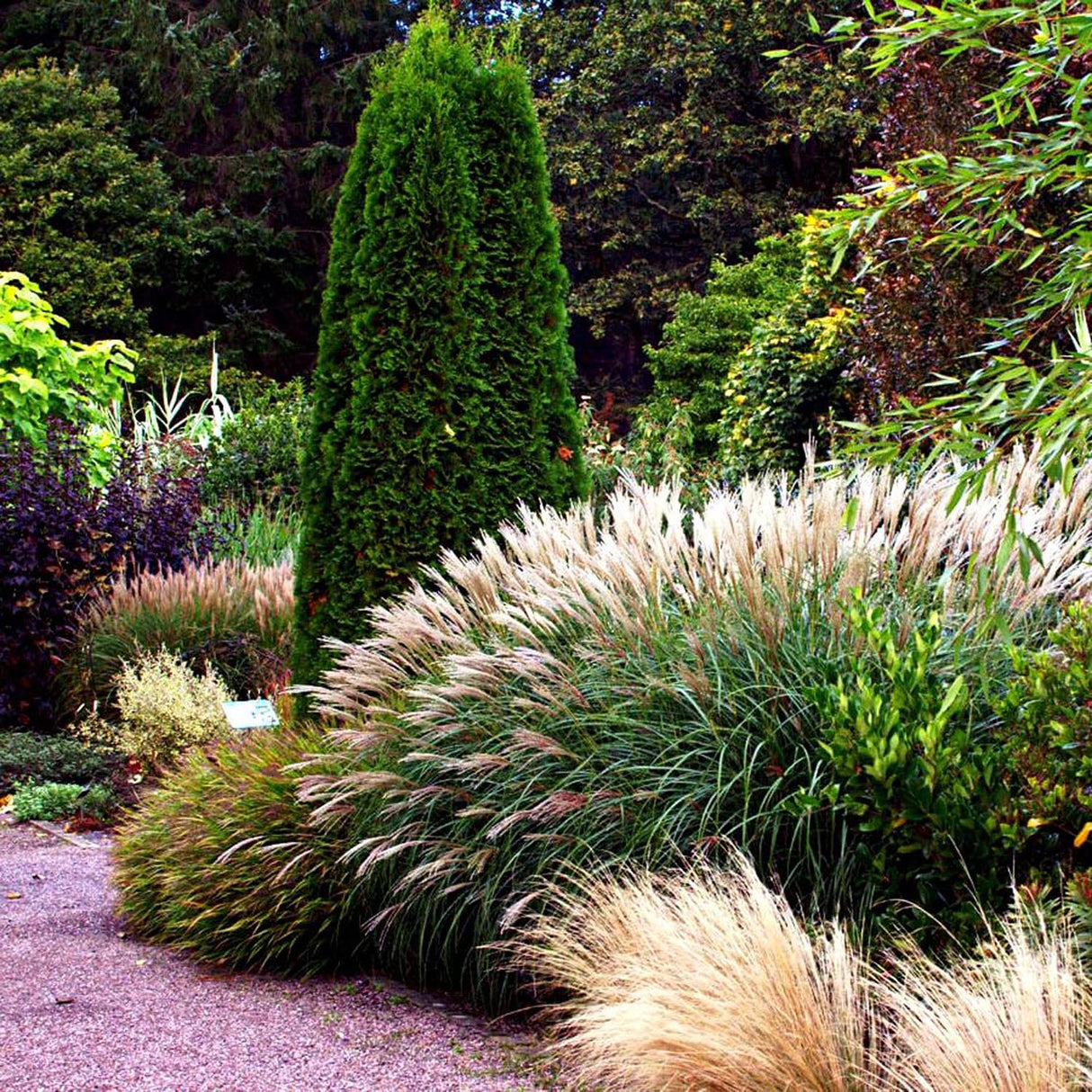 Iarba Elefantului (Miscanthus Sinensis) Yakushima Dwarf
