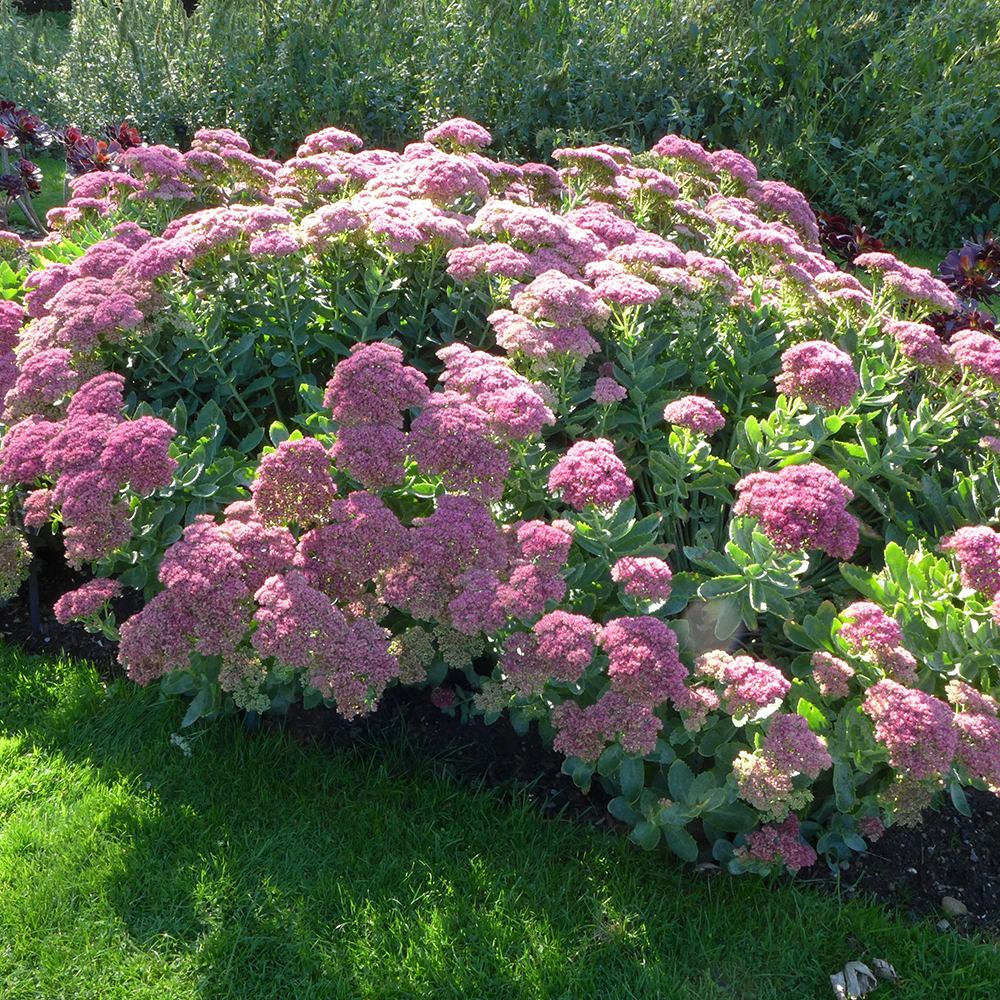 Iarba Grasa (Sedum) Herbstfreude, cu flori roz abundente
