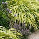 Iarba ornamentala japoneza Hakonechloa Macra Aureola