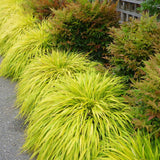 Iarba ornamentala japoneza Hakonechloa Macra Aureola