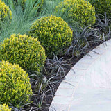Iarba Neagra (Ophiopogon planiscapus Niger)