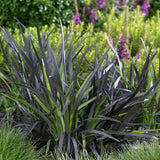 Iarba Neagra (Ophiopogon planiscapus Niger)