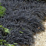 Iarba Neagra (Ophiopogon planiscapus Niger)