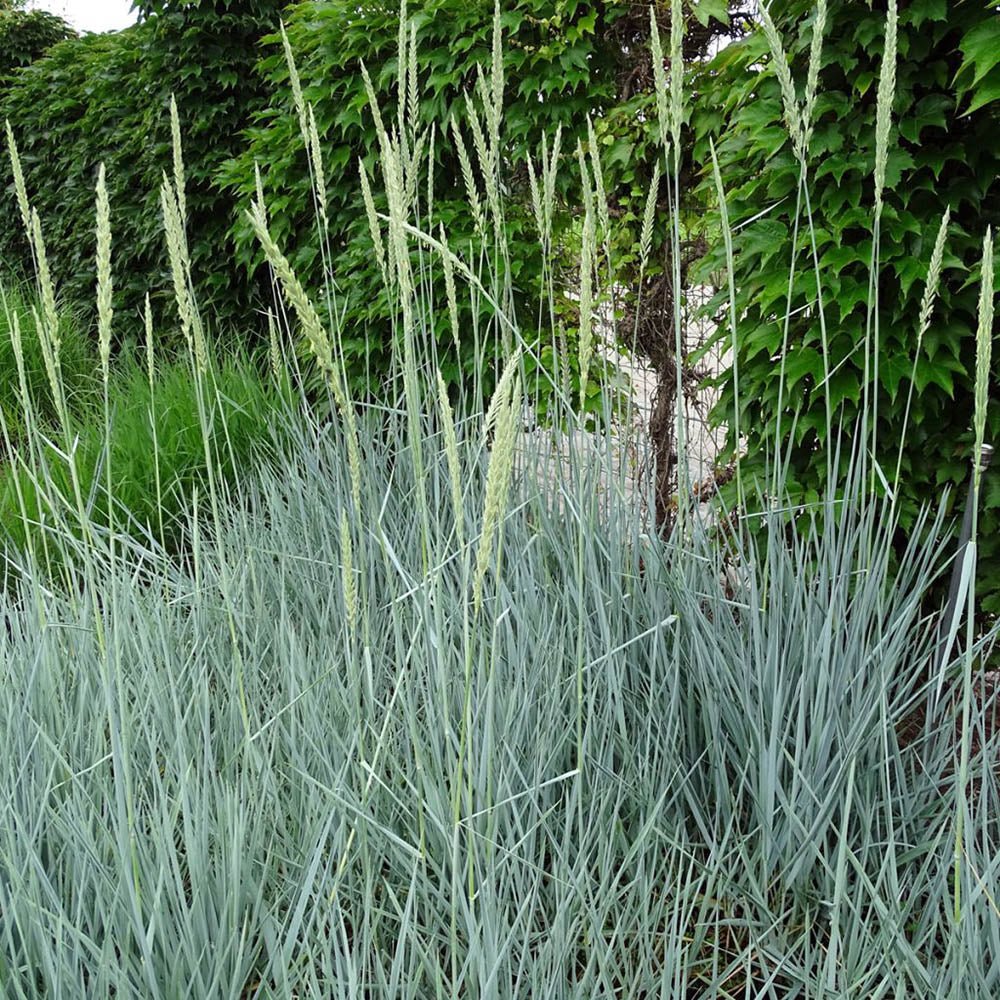 Iarba ornamentala albastra Leymus Arenarius Blue Dune