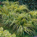 Iarba Ornamentala Asiatica Ogon (Acorus Gramineus)