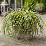 Iarba Ornamentala Carex Rogoz Evergold, verde-galbena