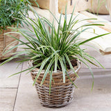 Iarba Ornamentala Carex Rogoz Ice Dance, verde-alb