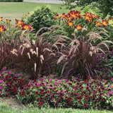 Iarba Ornamentala rosu Pennisetum Rubrum