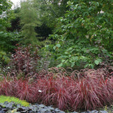 Iarba rosu Chinezeasca Pennisetum Fireworks
