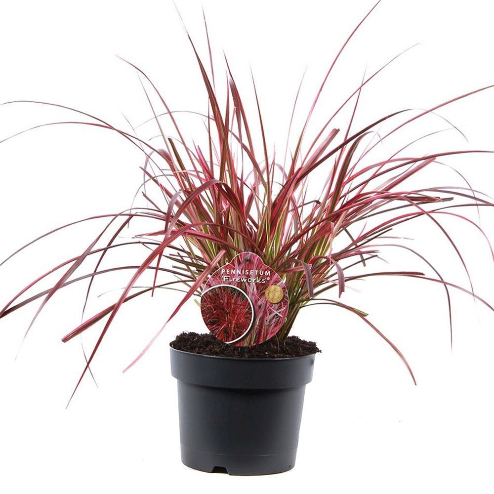 Iarba rosu Chinezeasca Pennisetum Fireworks