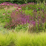 Iarba ornamentala Sesleria Tomnatica