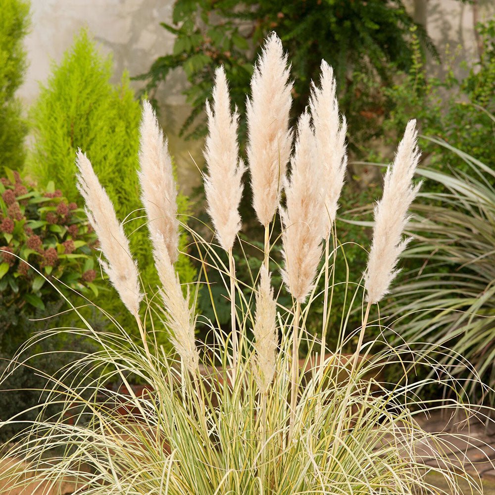 Iarba de Pampas (Cortaderia) Gold Mini