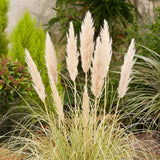 Iarba de Pampas (Cortaderia) Gold Mini