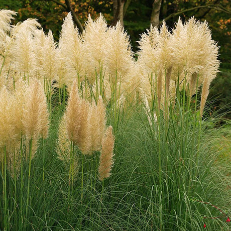 Iarba de Pampas (Cortaderia) Gold Mini