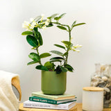Iasomia de Madagascar (Stephanotis floribunda), cu flori albe