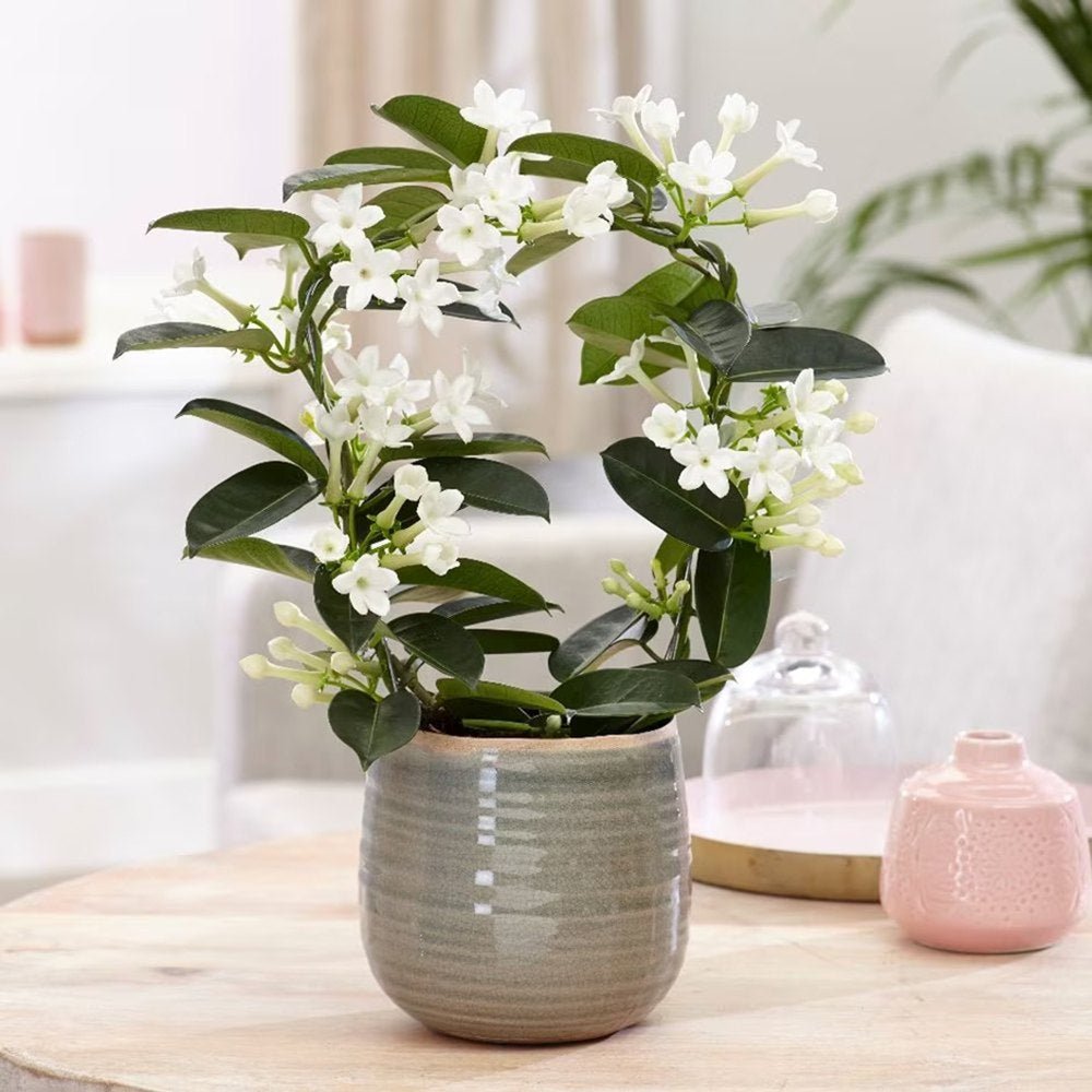 Iasomia de Madagascar (Stephanotis floribunda), cu flori albe