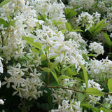Iasomie Comuna globulara, cu floare alba- 65 cm