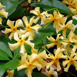 Iasomie galbena Yellow Wings (Trachelospermum Jasminoides)