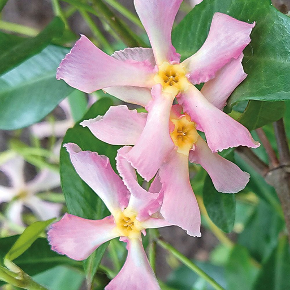 Iasomie Pink Showers, cu flori rozi si parfum intens