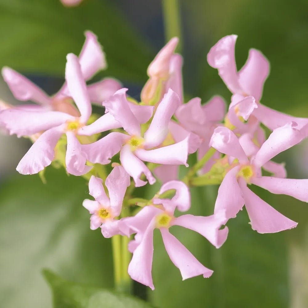 Iasomie Star Of Sicily, cu flori roz