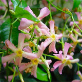 Iasomie Star Of Sicily, cu flori roz