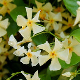 Iasomie Star Of Tuscany, cataratoare, cu flori galbene