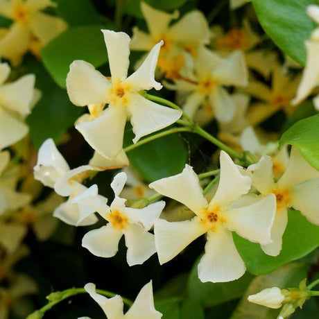 Iasomie Star Of Tuscany, cataratoare, cu flori galbene