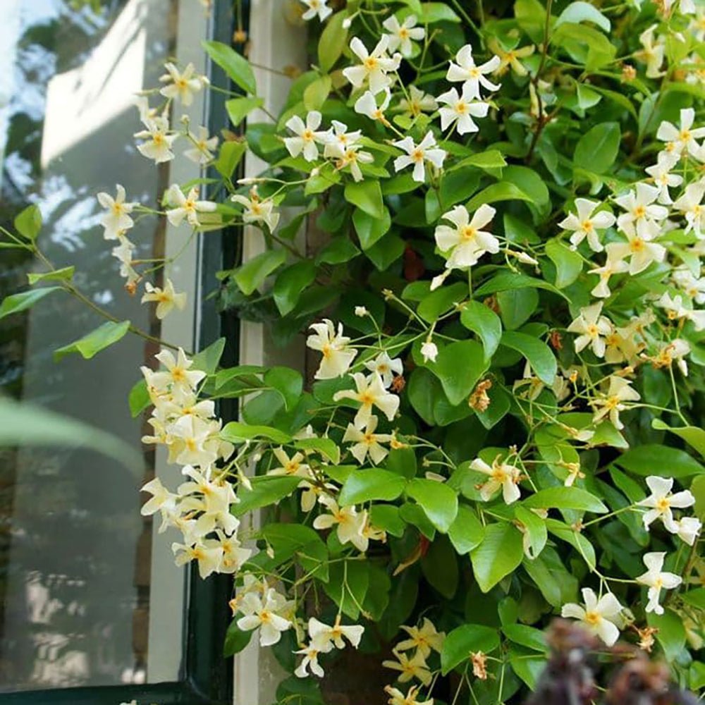 Iasomie Star Of Tuscany, cataratoare, cu flori galbene