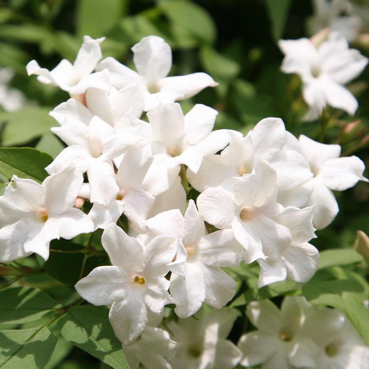 Iasomie clasica, cu floare alba parfumata (Trachelospermum Jasminoides)