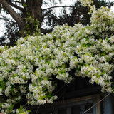 Iasomie clasica, cu floare alba parfumata (Trachelospermum Jasminoides)
