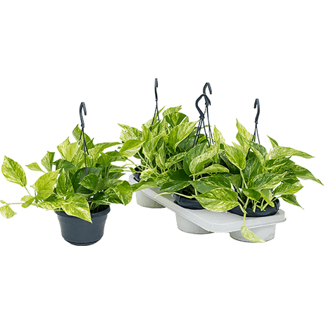 Iedera diavolului Curgatoare (Epipremnum) Marble Queen - 30 cm