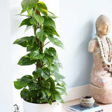 Iedera diavolului Curgatoare Epipremnum Aureum - 25 cm