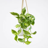 Iedera diavolului Curgatoare Epipremnum Aureum - 25 cm