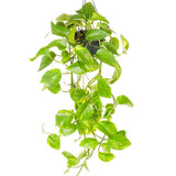Iedera diavolului Curgatoare Epipremnum Aureum - 25 cm