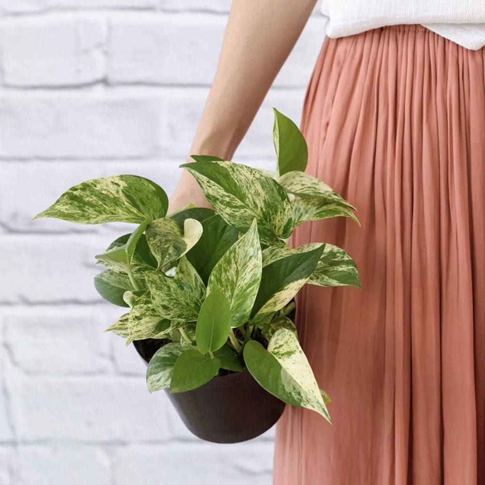 Iedera diavolului Curgatoare Epipremnum Aureum - 25 cm