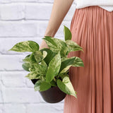 Iedera diavolului Curgatoare Epipremnum Aureum - 25 cm