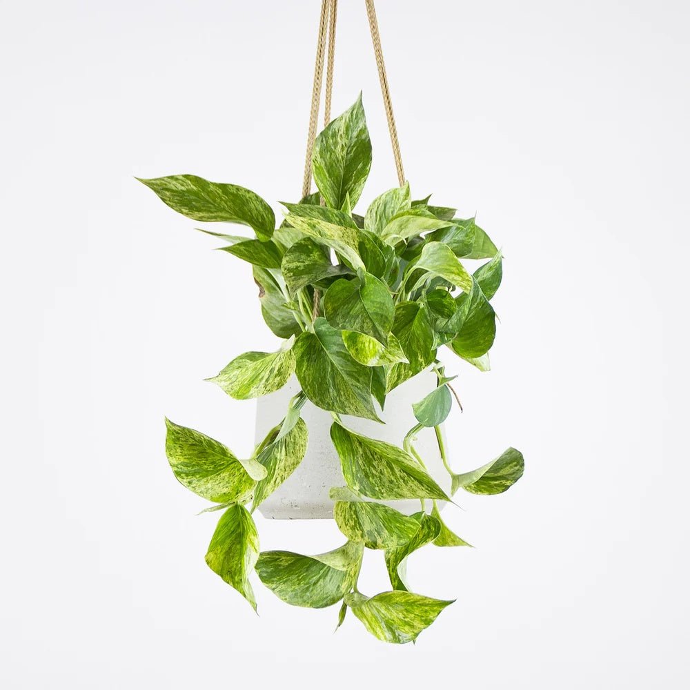 Iedera diavolului Curgatoare Epipremnum Aureum - 35 cm