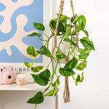 Iedera diavolului Curgatoare Epipremnum Aureum - 50 cm