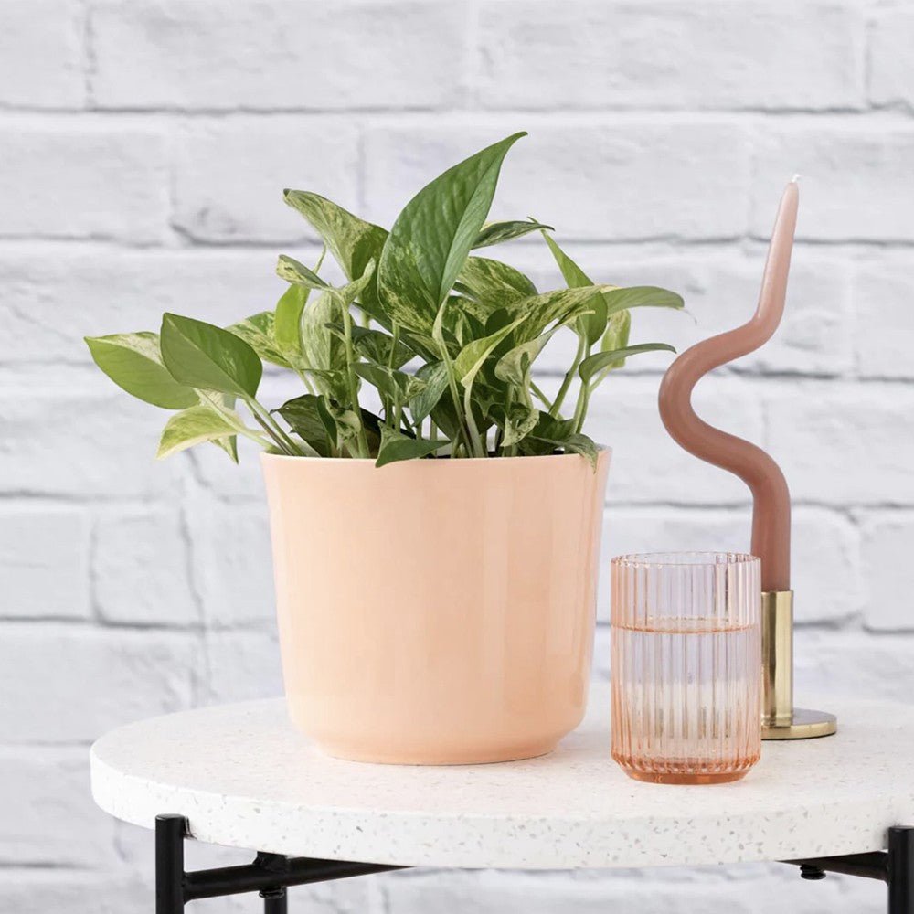 Iedera diavolului Curgatoare Epipremnum Aureum - 50 cm